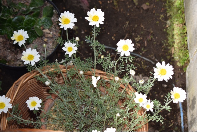Anthemis cretica Alpine Garden Society